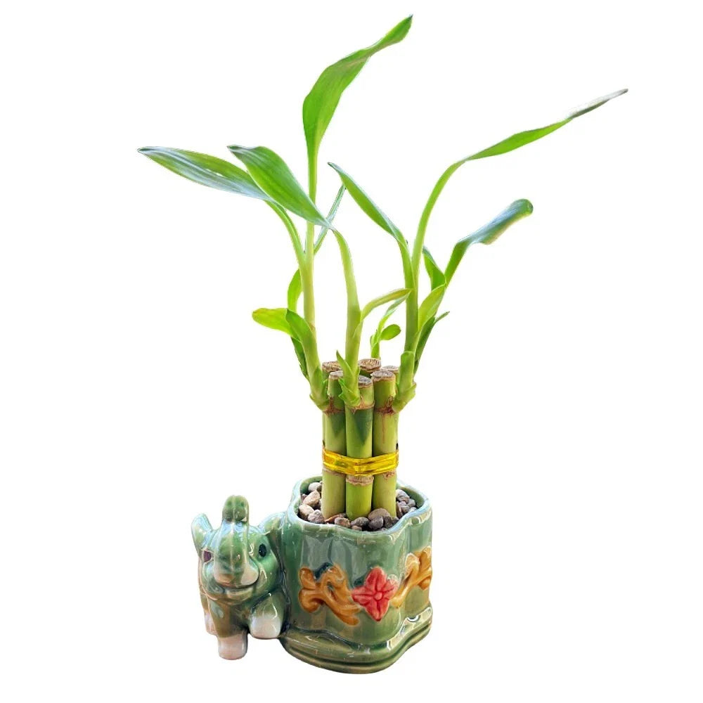 6-Stalk 4" Small Lucky Bamboo Live Indoor Plant with Ceramic Elephant Vase Gift