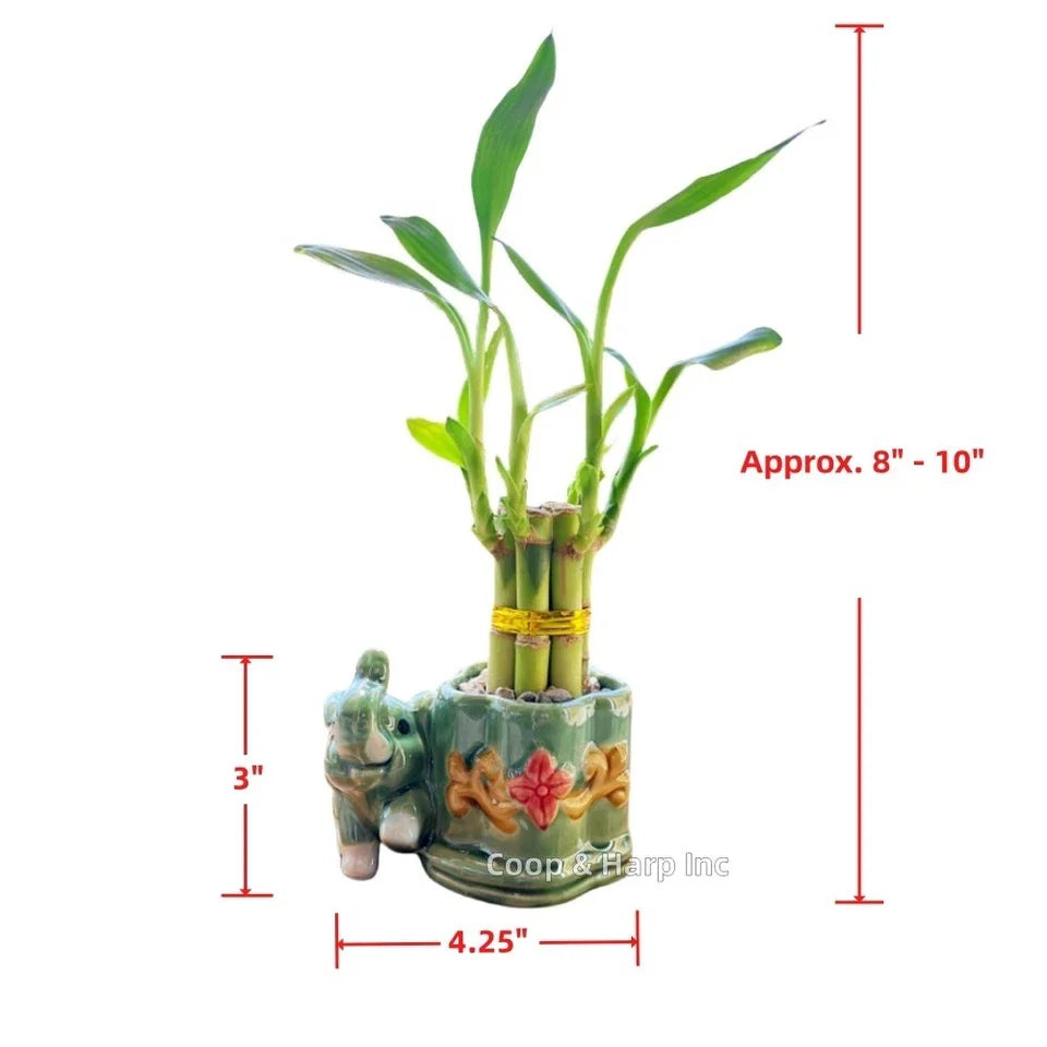6-Stalk 4" Small Lucky Bamboo Live Indoor Plant with Ceramic Elephant Vase Gift