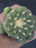 ONE(1) RARE Large Cactus sp koehresii or hybr, seed grown, flowering size,