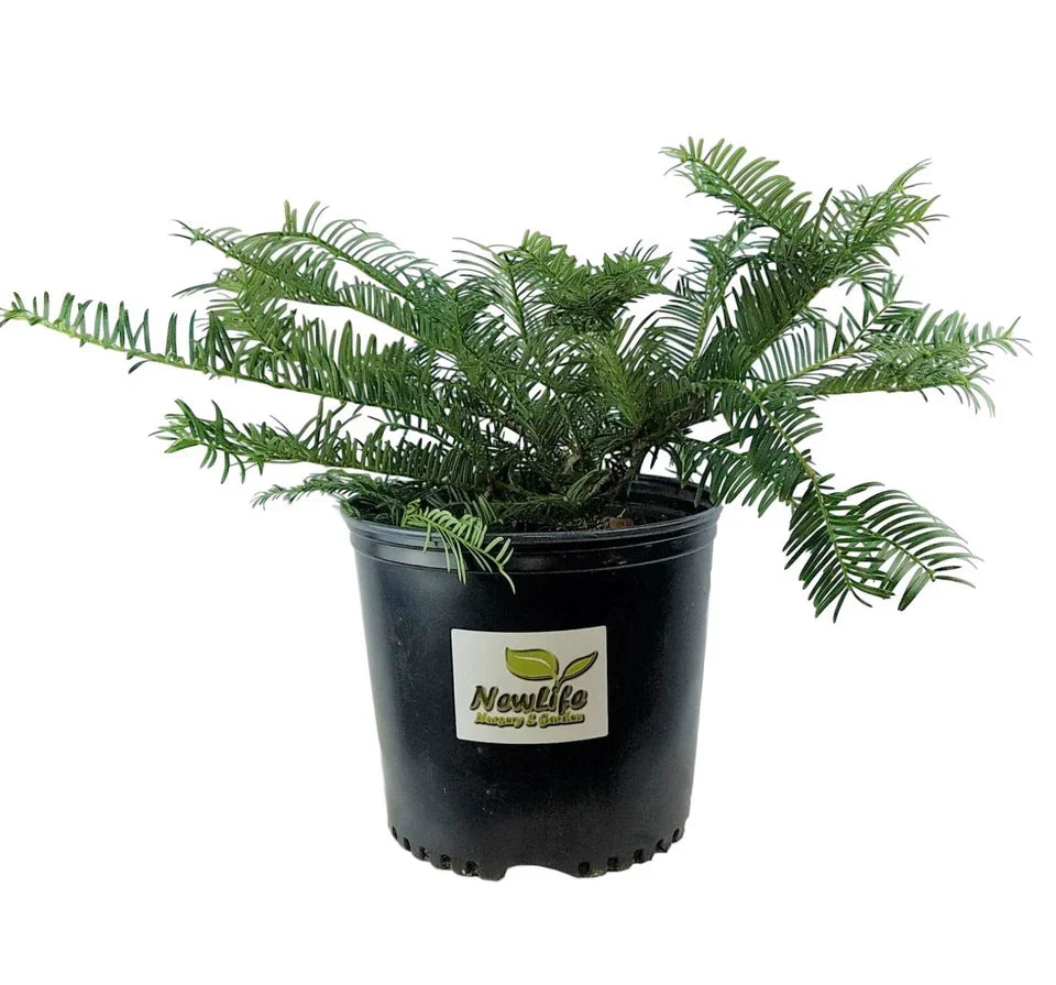 Spreading Japanese Plum Yew (cephalotaxus) - Live Plant - 3 Gallon Pot