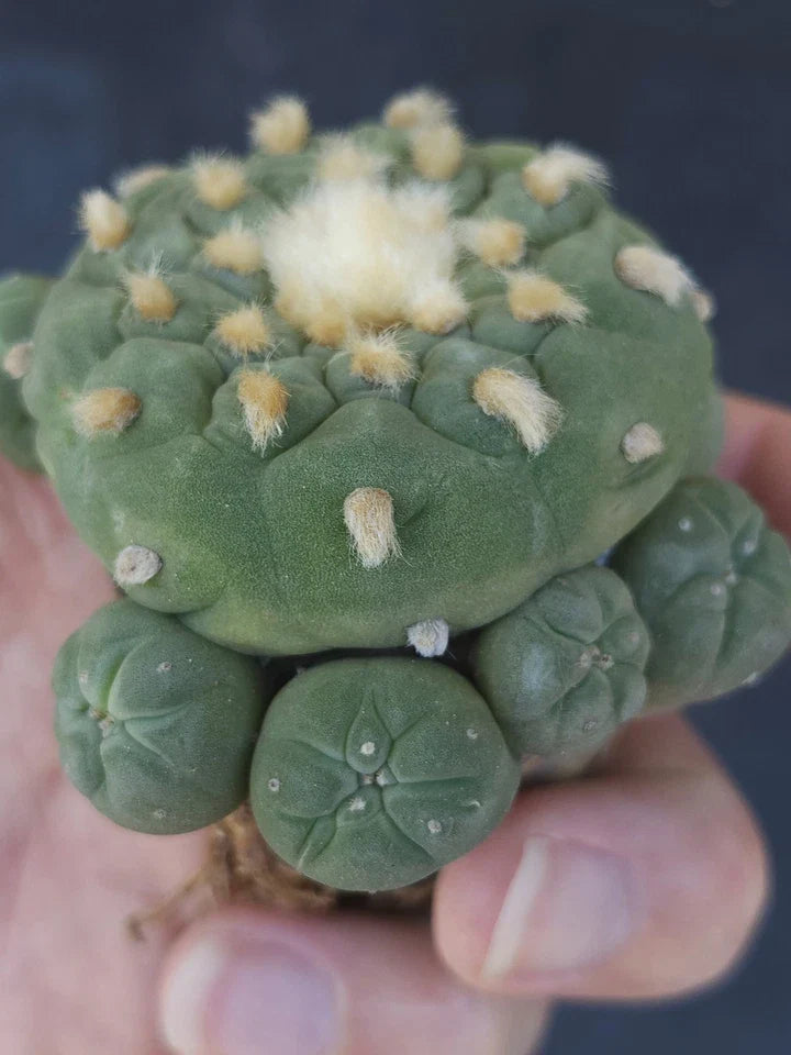 ONE(1) RARE Large Cactus sp koehresii or hybr, seed grown, flowering size,