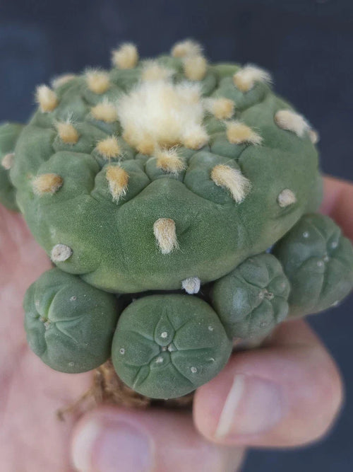 ONE(1) RARE Large Cactus sp koehresii or hybr, seed grown, flowering size,